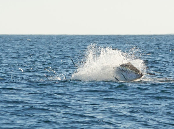 Yozuri BONITA™ Lures